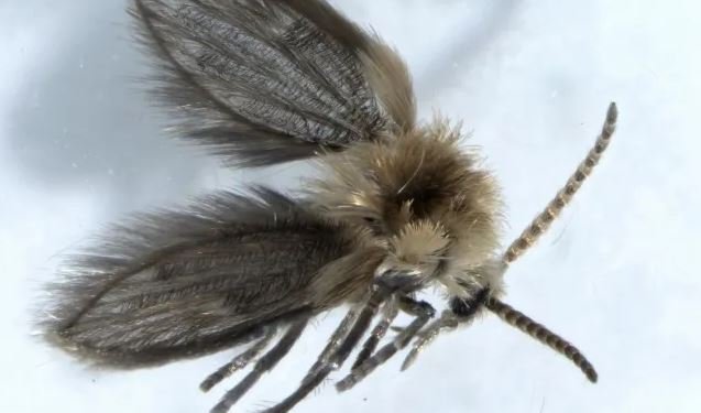 Specii rare de insecte, descoperite pe litoral. Trăiesc în locuri cu umezeală și pot depune ouă inclusiv pe oameni