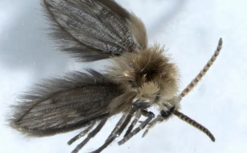 Specii rare de insecte, descoperite pe litoral. Trăiesc în locuri cu umezeală și pot depune ouă inclusiv pe oameni