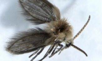 Specii rare de insecte, descoperite pe litoral. Trăiesc în locuri cu umezeală și pot depune ouă inclusiv pe oameni