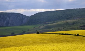 „Răsfăț pentru ochi și liniște pentru suflet” sau „Soarele pe pământ”. Lanuri de rapiță splendide la Cluj