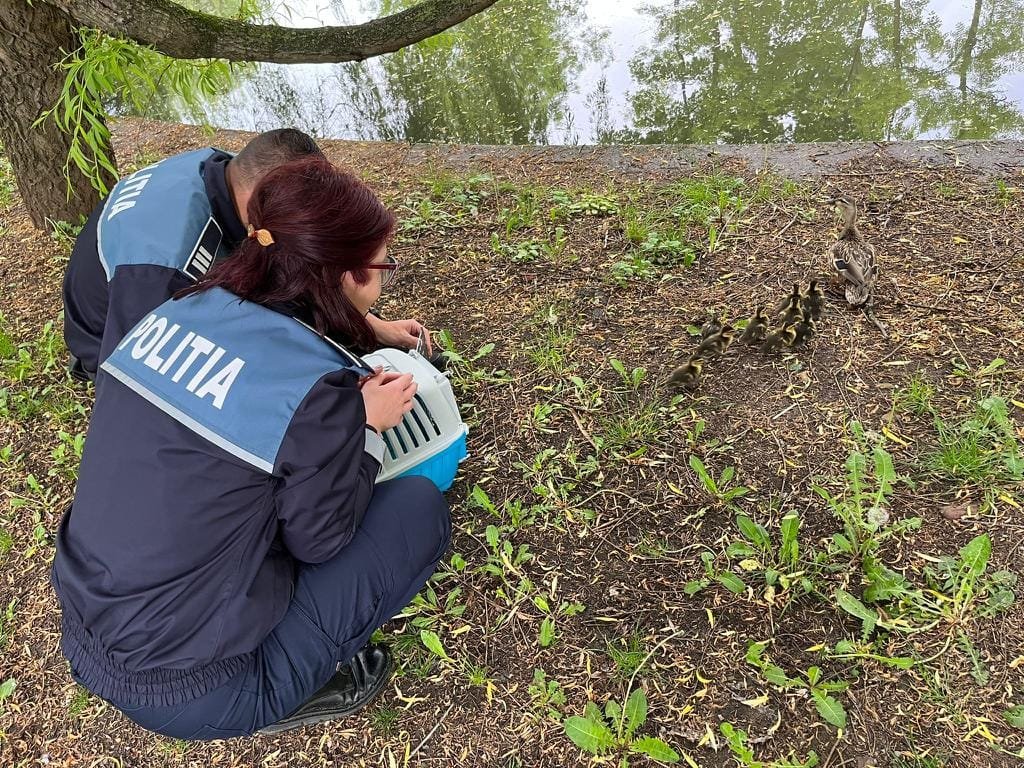 Apariție neașteptată în traficul clujean. Zece boboci de rață se plimbau printre mașini / Protecția animalelor a intervenit