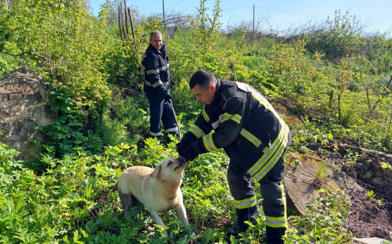 Câine, căzut într-o fântână din localitatea Feleacu. Au intervenit pompierii