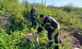 Câine, căzut într-o fântână din localitatea Feleacu. Au intervenit pompierii