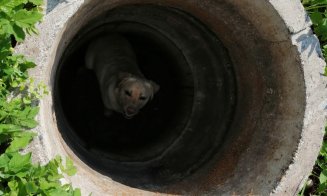 Câine, căzut într-o fântână din localitatea Feleacu. Au intervenit pompierii