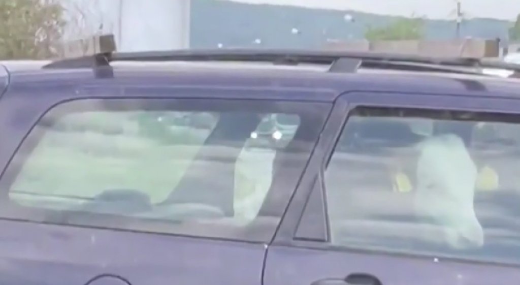 Imagini comice surprinse în Dej. Un vițel este plimbat în trafic pe bancheta din spate a unei mașini