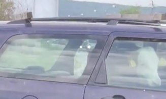 Imagini comice surprinse în Dej. Un vițel este plimbat în trafic pe bancheta din spate a unei mașini