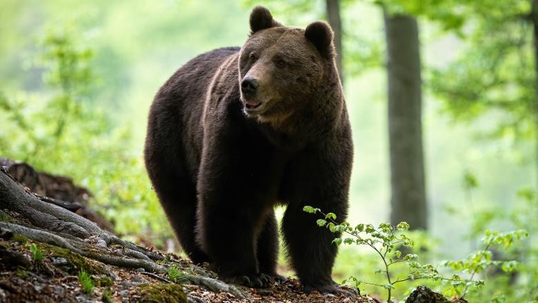 Mesaj RO-Alert în Cluj! Urs văzut într-o localitate / Jandarmii au intervenit