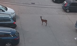 În timp ce alții au simțit cutremurul... "a apărut frumusețea aceasta între betoanele noastre"