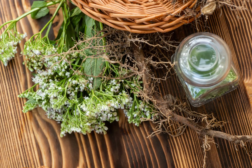 Buruiana antistres sau valiumul vegetal. Cum se folosește rădăcina care face minuni pentru corp şi minte