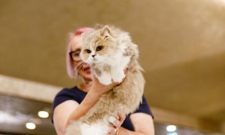 Vrei să vezi cele mai spectaculoase rase de pisici? Vino în acest weekend la Iulius Mall, unde are loc WCF International Cat Show!