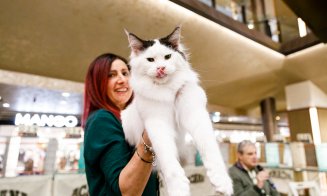 Vrei să vezi cele mai spectaculoase rase de pisici? Vino în acest weekend la Iulius Mall, unde are loc WCF International Cat Show!
