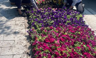 A început campania de plantare de flori la Cluj-Napoca