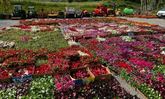 A început campania de plantare de flori la Cluj-Napoca