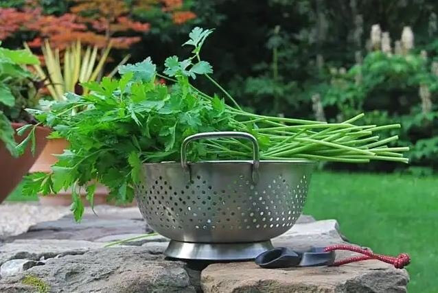 Ieftină pe tarabe, avere pentru sănătate! Planta care înhibă cancerul, reduce tensiunea și combate reumatismul