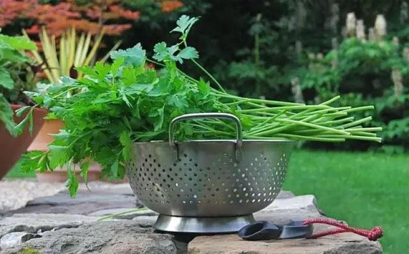 Ieftină pe tarabe, avere pentru sănătate! Planta care înhibă cancerul, reduce tensiunea și combate reumatismul