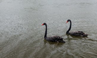 Lebedele negre au ajuns și în acest an în Parcul Central din Cluj-Napoca
