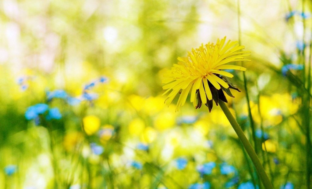 Planta cu efect anticancerigen care te ajută să slăbeşti. O ai în curte