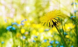 Planta cu efect anticancerigen care te ajută să slăbeşti. O ai în curte