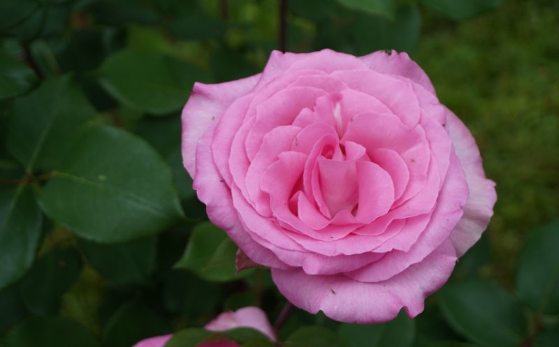 Ce poți vizita la Grădina Botanică Cluj: Rosarium, locul unde trandafirii își dezvăluie acum toată splendoarea!