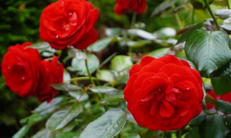 Ce poți vizita la Grădina Botanică Cluj: Rosarium, locul unde trandafirii își dezvăluie acum toată splendoarea!