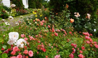 Ce poți vizita la Grădina Botanică Cluj: Rosarium, locul unde trandafirii își dezvăluie acum toată splendoarea!