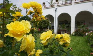 Ce poți vizita la Grădina Botanică Cluj: Rosarium, locul unde trandafirii își dezvăluie acum toată splendoarea!