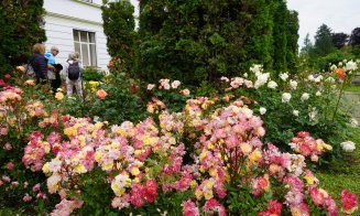 Ce poți vizita la Grădina Botanică Cluj: Rosarium, locul unde trandafirii își dezvăluie acum toată splendoarea!