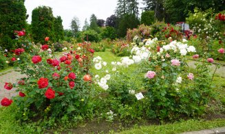 Ce poți vizita la Grădina Botanică Cluj: Rosarium, locul unde trandafirii își dezvăluie acum toată splendoarea!