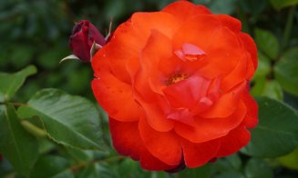 Ce poți vizita la Grădina Botanică Cluj: Rosarium, locul unde trandafirii își dezvăluie acum toată splendoarea!