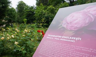 Ce poți vizita la Grădina Botanică Cluj: Rosarium, locul unde trandafirii își dezvăluie acum toată splendoarea!