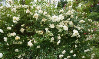 Ce poți vizita la Grădina Botanică Cluj: Rosarium, locul unde trandafirii își dezvăluie acum toată splendoarea!
