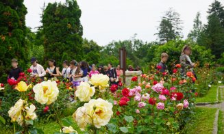 Ce poți vizita la Grădina Botanică Cluj: Rosarium, locul unde trandafirii își dezvăluie acum toată splendoarea!