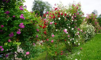 Ce poți vizita la Grădina Botanică Cluj: Rosarium, locul unde trandafirii își dezvăluie acum toată splendoarea!
