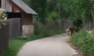 Imagini de GROAZĂ surprinse într-o comună: Urs ieșind din curtea unui localnic cu un miel în gură