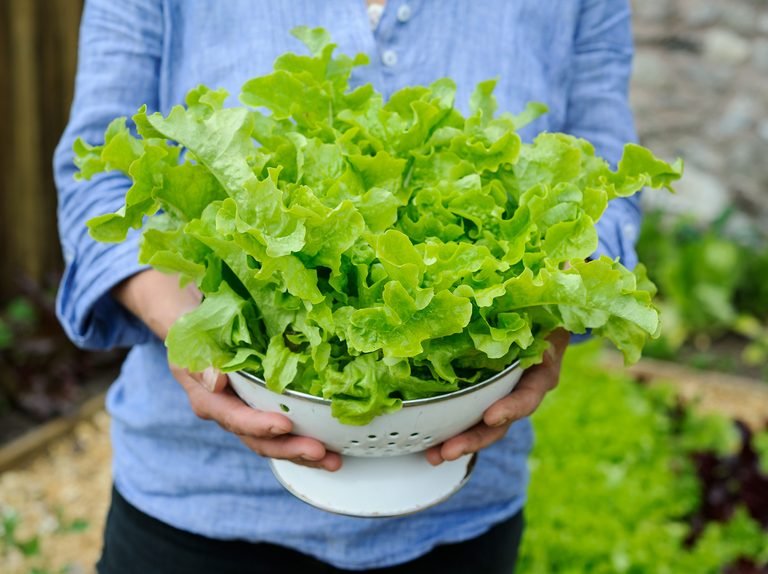 Banala salată verde, beneficii nebănuite pentru sănătate. Pentru ce o apreciau vechii egipteni