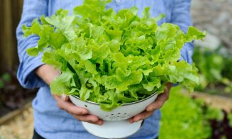Banala salată verde, beneficii nebănuite pentru sănătate. Pentru ce o apreciau vechii egipteni