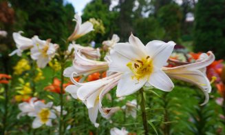 Grădina Botanică Cluj-Napoca: flori cultivate de către greci și romani încă din cele mai vechi timpuri