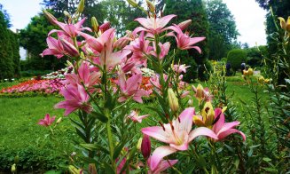 Grădina Botanică Cluj-Napoca: flori cultivate de către greci și romani încă din cele mai vechi timpuri