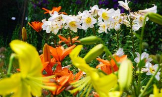Grădina Botanică Cluj-Napoca: flori cultivate de către greci și romani încă din cele mai vechi timpuri