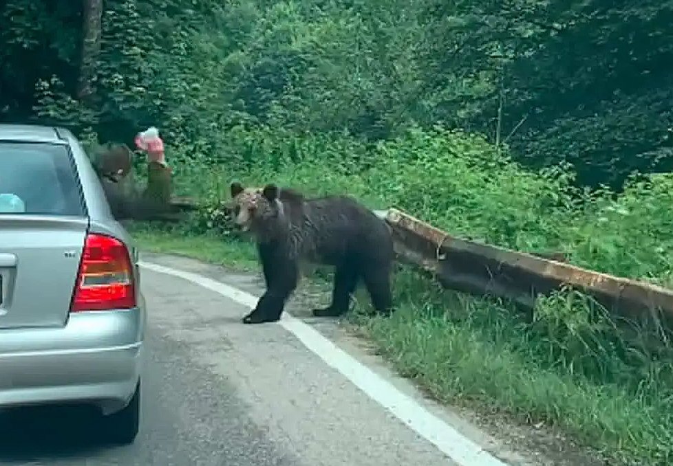 "Lumeee, lume, cine-i om şi cine-i câine?": Urs lovit cu sticla în cap / Urs pulverizat cu spray / Ursoaică cu pui, vânată cu maşina