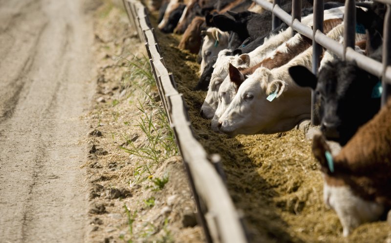 Veste bună pentru fermieri. A fost aprobată o nouă schemă de ajutor de peste 560 mil. lei în sectorul creșterii animalelor