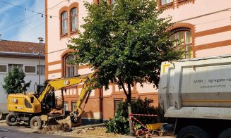 De ce s-au tăiat copacii de pe Universității. Explicația primăriei