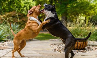 Caz șocant! Bărbat ucis de câinele unui vecin / O fată de 14 ani, mușcată de același animal