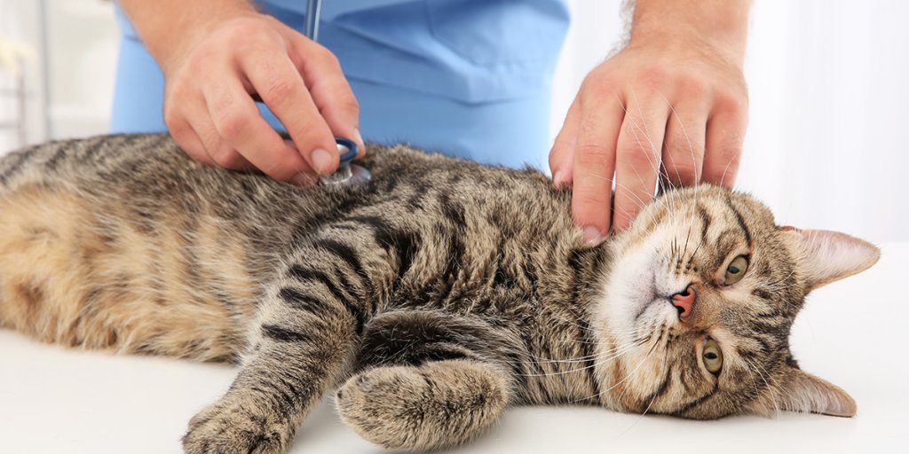 Medicii avertizează în legătură cu coronavirusul felin după ce mii de pisici au murit