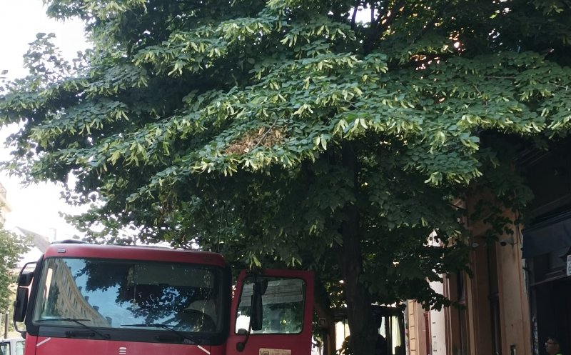 Doar doi arbori pleacă de pe strada Universității! Boc: "Păstrăm toți copacii maturi"