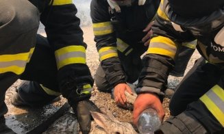 Fotografie virală cu un pompier român în infernul incendiilor din Rodos