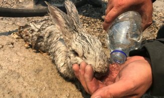 Fotografie virală cu un pompier român în infernul incendiilor din Rodos