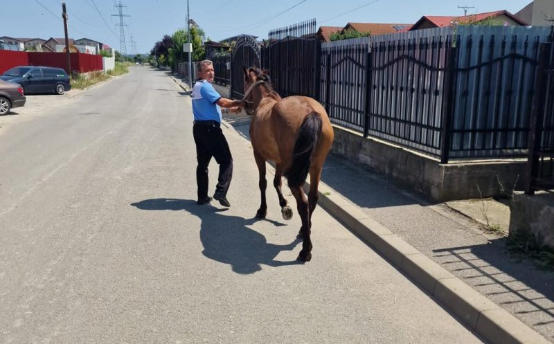 Cal ridicat de poliţie de pe străzile Floreștiului / Amenda pe care trebuie să o achite proprietarul pentru a-l recupera