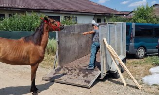 Cal ridicat de poliţie de pe străzile Floreștiului / Amenda pe care trebuie să o achite proprietarul pentru a-l recupera