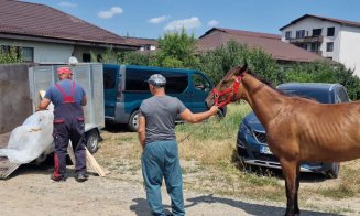 Cal ridicat de poliţie de pe străzile Floreștiului / Amenda pe care trebuie să o achite proprietarul pentru a-l recupera
